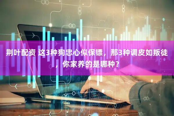 荆叶配资 这3种狗忠心似保镖，那3种调皮如叛徒，你家养的是哪种？
